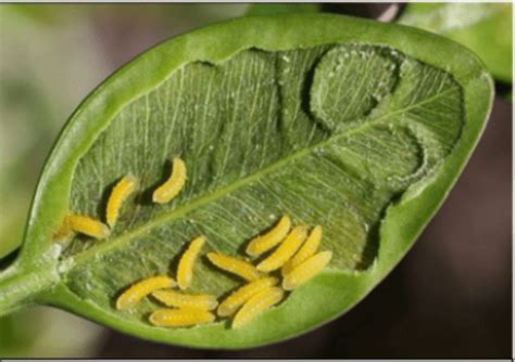 Boxwood Leafminer | K-State Turf and Landscape Blog