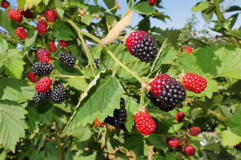 Grow Juicy Blackberries for Smoothies, Pies, and Jams | Outdoor living