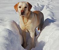 Labrador Retriever - Wikipedia