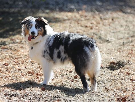 Australian Sheepdog Breeds