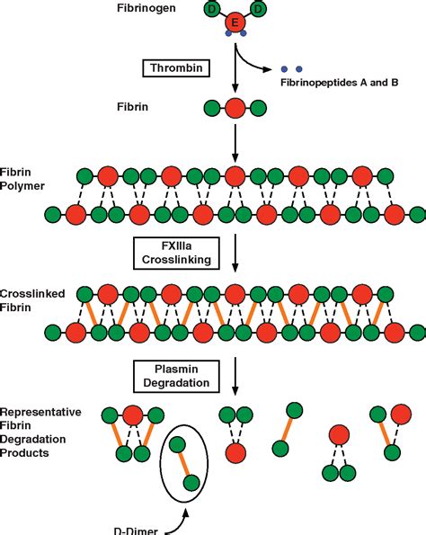 Figure 1 from Fibrinogen Thrombin FXIIIa Crosslinking Plasmin Degradation Fibrinopeptides A and ...