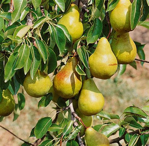 Pear Bartlett - Goode Greenhouses