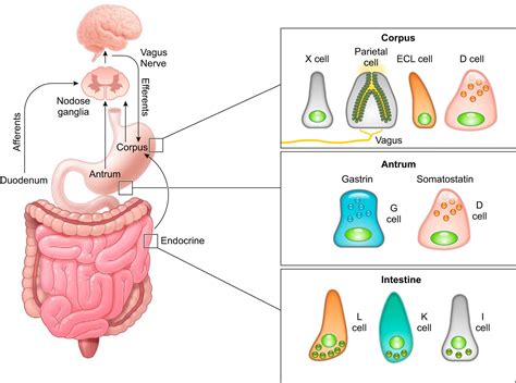 The Physiology of the Gastric Parietal Cell | Physiological Reviews