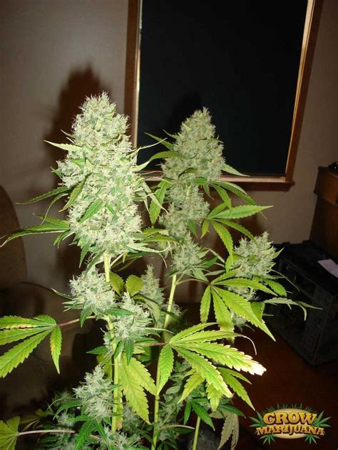 G13 Haze Seeds - Strain Review | Grow-Marijuana.com