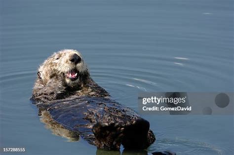 Sea Otter Pelt Photos and Premium High Res Pictures - Getty Images