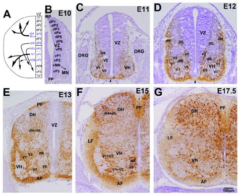 Developmental localization of GABAergic neurons in the spinal cord. (A ...