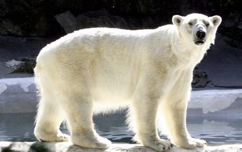 El preocupante estado de conservación del oso polar en su habitat ...