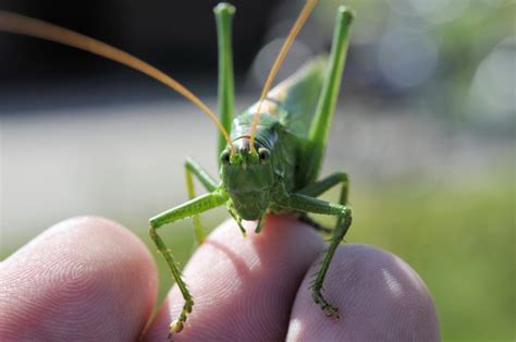 How to Keep a Cricket as a Pet - It IS Possible! | Pet Comments