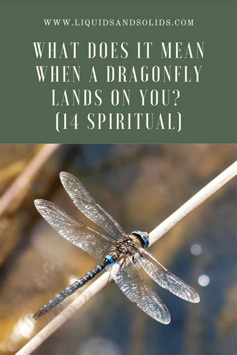 What Does it Mean When a Dragonfly Lands on You? (14 Spiritual Meanings)