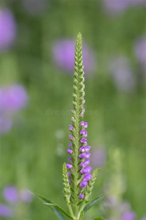 Obedient Plant Physostegia Virginiana, Budding Pink Flowers Stock Photo ...