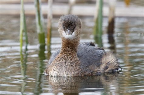 Pied-billed Grebe in Winter Plumage - Florida Stock Image - Image of podiceps, podilymbus: 64500043