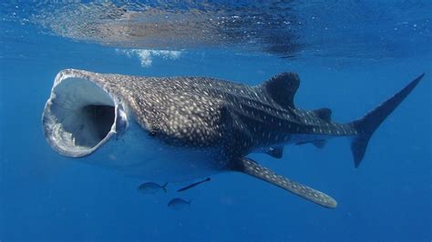 Whale sharks: Atomic tests solve age puzzle of world's largest fish - BBC News