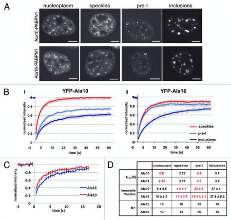 FRAP analysis reveals differences in protein mobility between WT-and... | Download Scientific ...