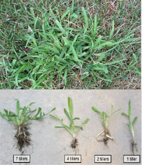 Is it Crabgrass or Paspalum (Dallis Grass)? - Fresh Lawn Care