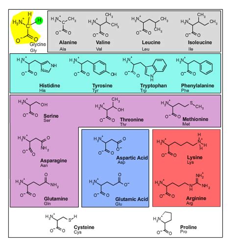 Amino Acids | Anatomy and Physiology I