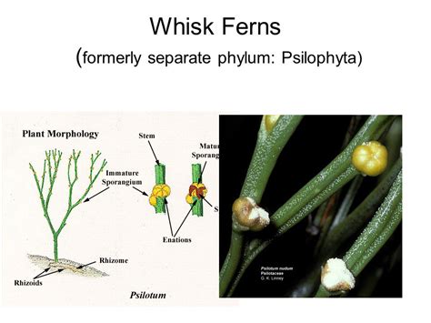 Whisk Fern Labeled