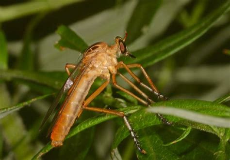 Brachycera | Diogmites neoternatus | Robber Fly | 17.129