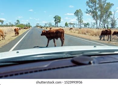 Cattle Droving On Australian Country Highway Stock Photo 1523993936 ...