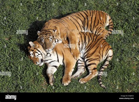 portrait of a Siberian Tiger laying in a field of tall grass, tigers in love Stock Photo - Alamy