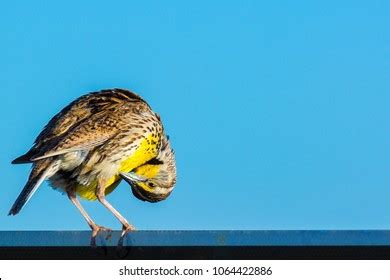 Western Meadowlark Strikes Funny Pose He Stock Photo (Edit Now) 1064422886