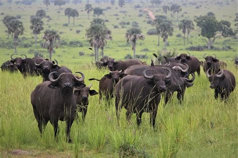 African Buffalo: Characteristics, Diet, Facts & More [Fact Sheet]