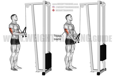 Triceps Pushdown Rope