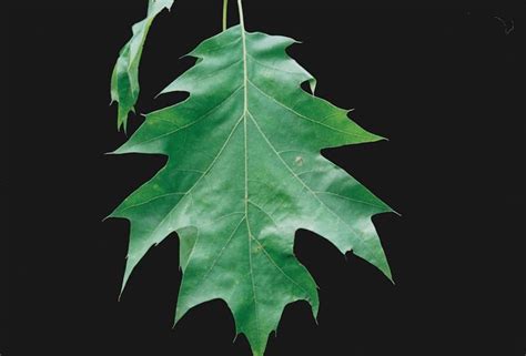 northern red oak leaf - Google Search | Red oak leaf, Oak leaf, Leaves