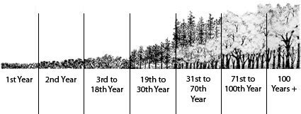 Forest Succession – Duke Forest