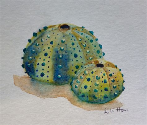 sea urchin - watercolor | Sea urchins art, Crab watercolor, Seashell ...