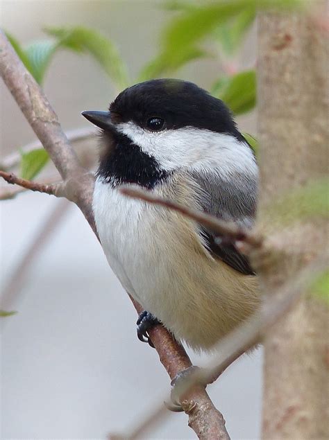 Black-capped Chickadee – 4/26/13 – Sharon Friends of Conservation