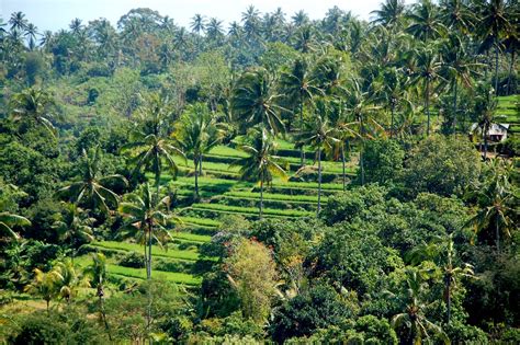 Free photo: Rice Fields, Bali, Travel - Free Image on Pixabay - 241220
