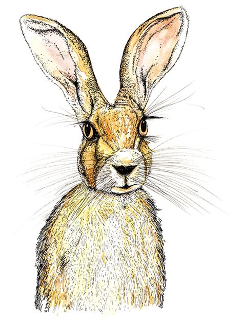 Drawing of the week: Hare – Ella's Place