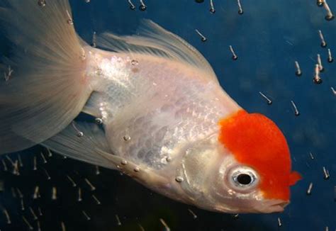 Goldfish Care - Types | Pictures | Diseases and Treatment: Oranda (Goldfish) Pictures