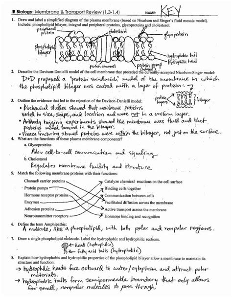 Cell Membrane Images Worksheet Answers Fresh 19 Best Of Printable Long Division with Remainders ...