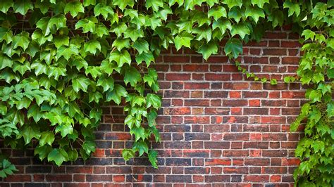 Garden Vines | Fasci Garden