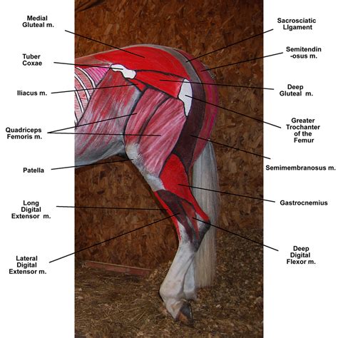 Training Your Horse from the Anatomical Perspective. Part 2: Engagement