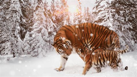 Download Winter Animals Wallpaper Hd - Bio Wallpaper