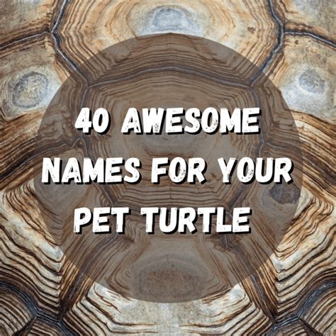 40 Awesome Pet Turtle Names (From Flip to Yertle) - PetHelpful