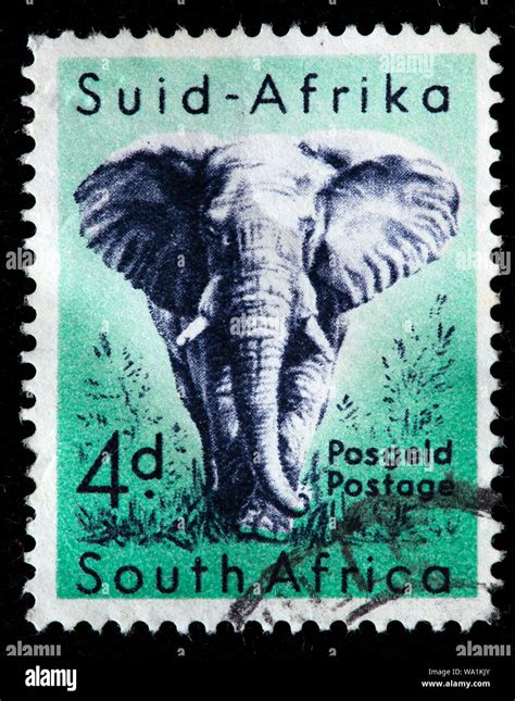 African Elephant, Loxodonta africana, postage stamp, South Africa, 1954 ...