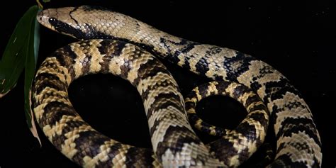 False water cobra | Smithsonian's National Zoo