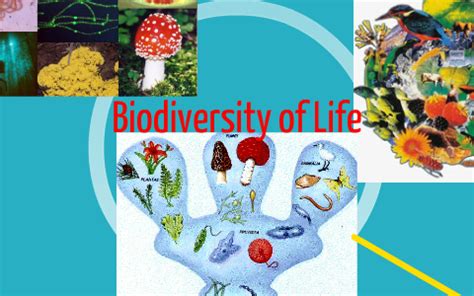 Biodiversity of Life- Mind Map by alex persaud