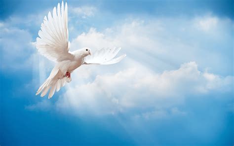 🔥 Download White Dove Stands For Peace Please Share This Bird Wallpaper ...