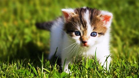 Baby Kitten Wallpapers - Wallpaper Cave