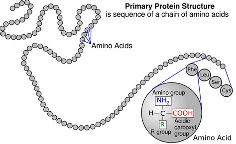 Amino Acids and Polypeptide Chains - Expii