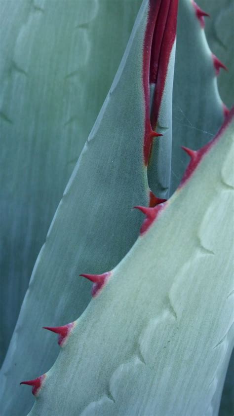 Agave parryi - Trees and Shrubs Online