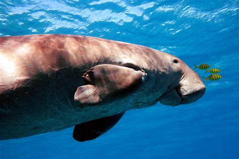 5 Fascinating Facts About Dugongs | Papua Paradise