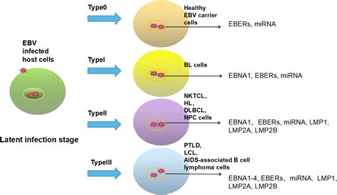 Frontiers | Treatment Advances in EBV Related Lymphoproliferative Diseases