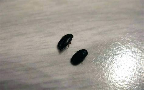 Little Black Bugs With Wings Small Flying Insects In House Little in Flying Insects Inside House ...