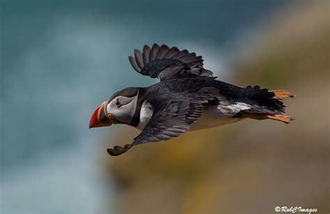 Flying By | Puffin, Puffins bird, Animals