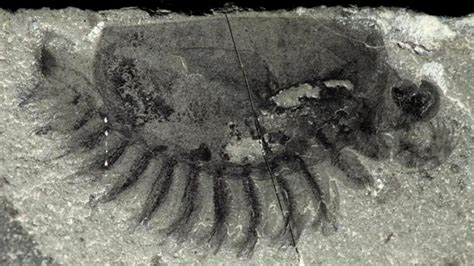 New Trove of Canadian Fossils Expands Knowledge of Cambrian Explosion ...